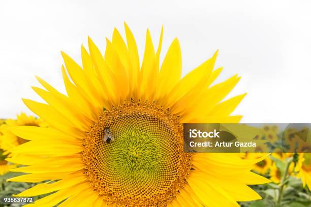 Một Bông Hoa Hướng Dương Lớn Tuyệt Đẹp Trên Nền Ruộng Ong Ngồi ... Image hình ảnh hình ảnh hình ảnh hình ảnh Artur - Một Bông Hoa Hướng Dương Lớn Tuyệt Đẹp Trên Nền Ruộng Ong Ngồi ...