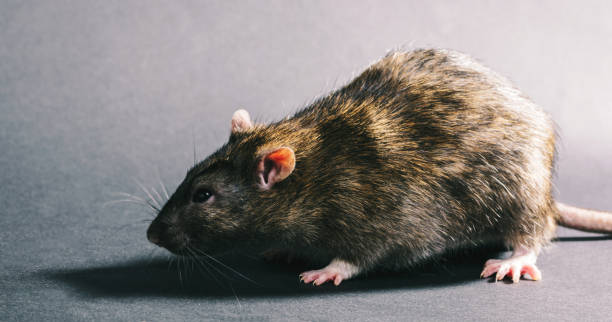 istock animal gray rat close-up 936840488