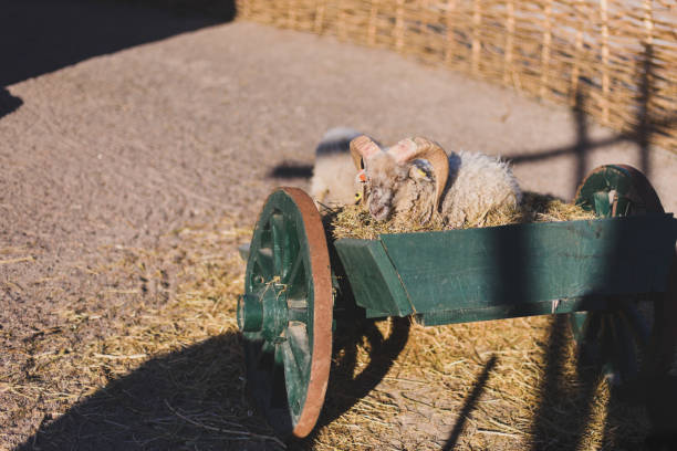 動物園の檻から動物を見てみる。野生シャギー角のある ram の耳と大きな車輪と緑の木製カートから閉じたエンクロージャ食べる干し草の薄手ウール クリップします。 - sheep fence zoo enclosure ストックフォトと画像