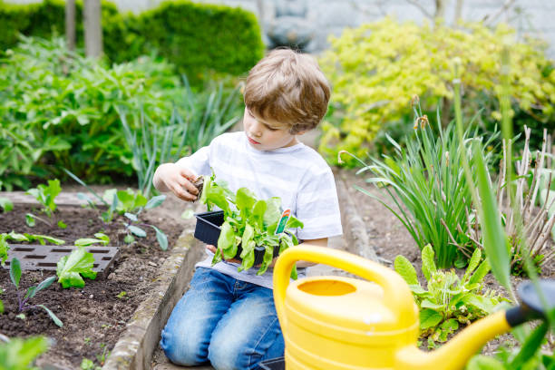 симпатичный маленький дошкольник мальчик посадки зеленый салат саженцы весной - school farm стоковые фото и изображения