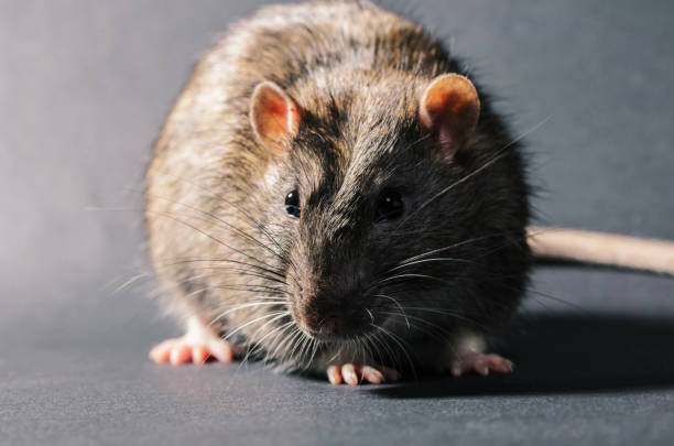 istock animal gray rat close-up 936842000