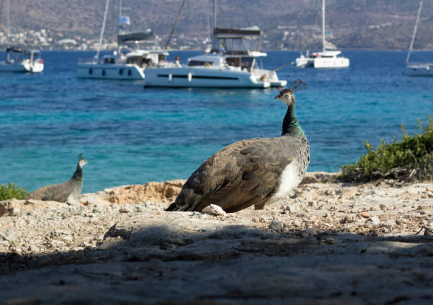 istock Colourful peacocks walk on coastal rocks watching yachts and catamarans 936845862