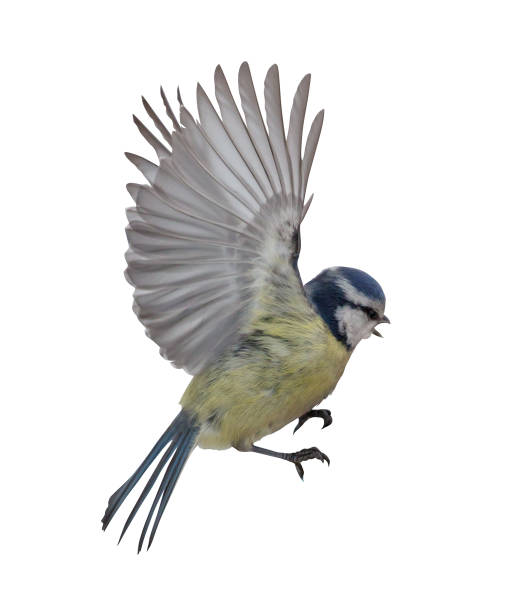 istock eurasian blue tit in flight isolated on white 936849230