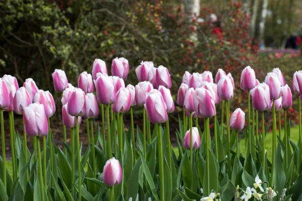 istock pink tulips flowers blooming in a garden 936849256