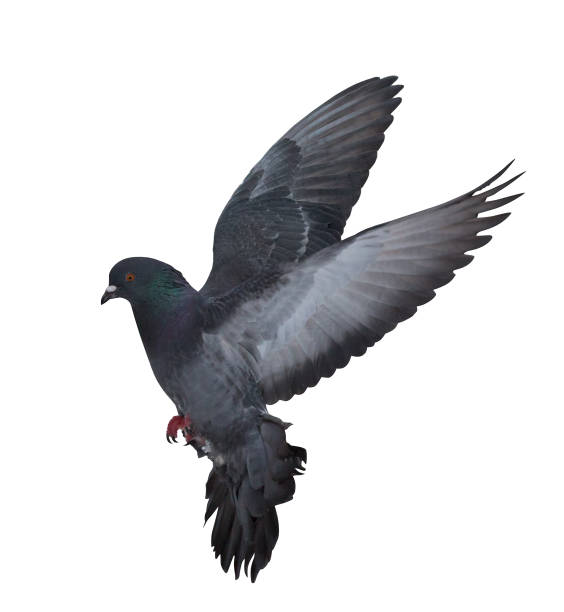istock dark pigeon flying on white 936849316