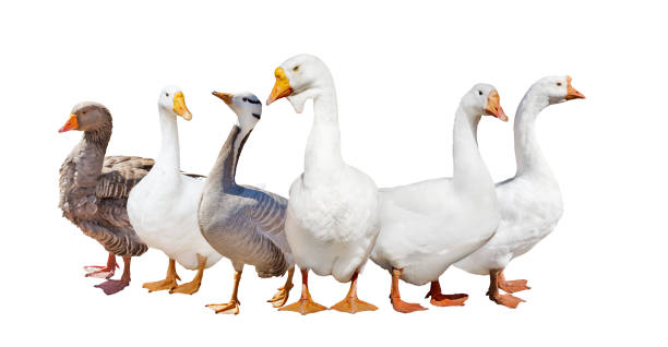 istock group of six geese isolated on white 936849386
