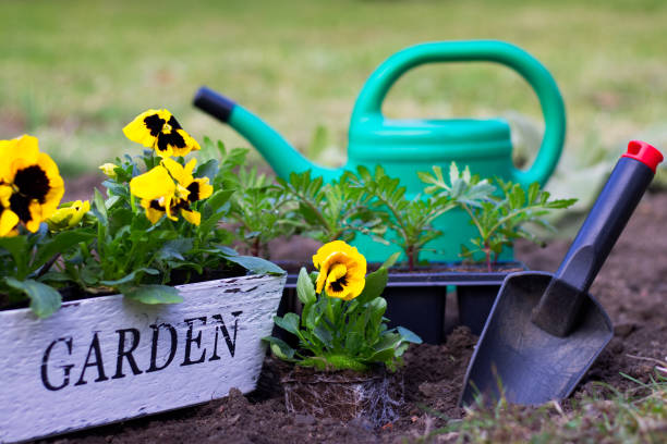istock Planting spring flowers in garden 936849454