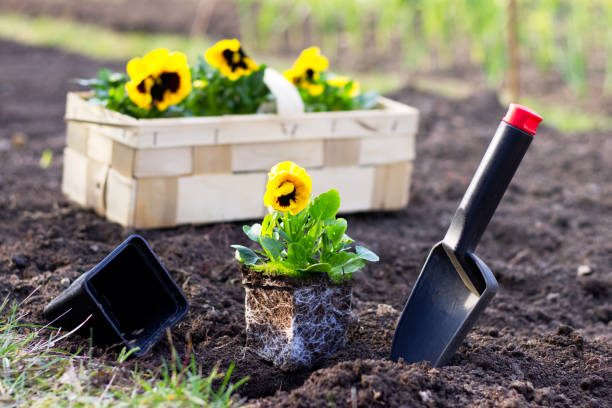 Planting spring flowers in garden yellow pansies in crate ready to plant into a bed , gardening in spring season pansy stock pictures, royalty-free photos & images