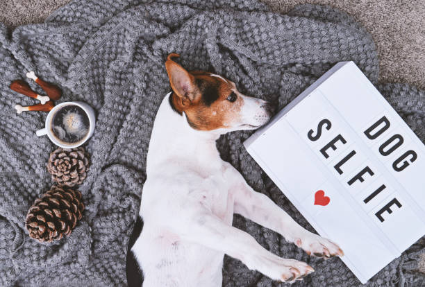 istock Adorable jack russell terrier dog and mood board 936849888