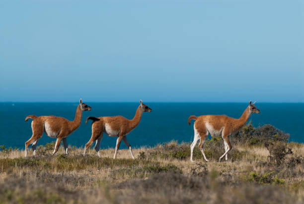istock Guanaco, Patagonia Argentina 936850422