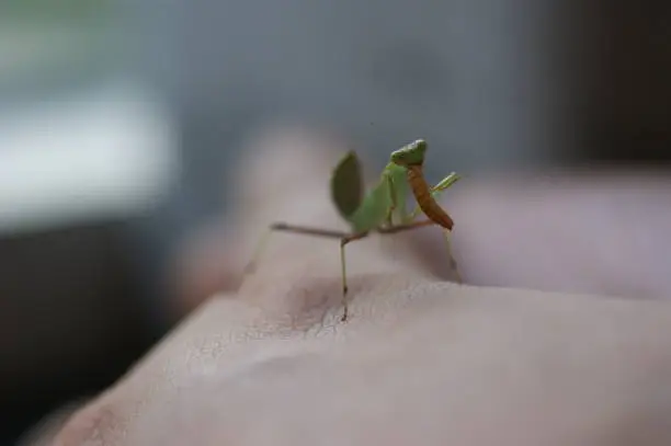 A baby praying mantis eating a mealworm on my hand