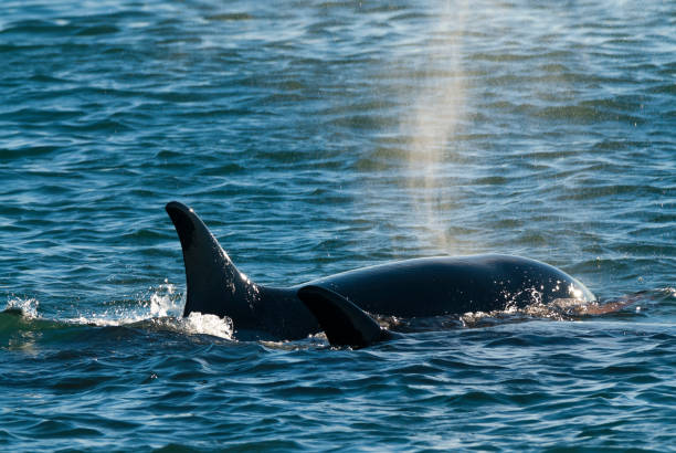 istock Orca, patagonia, Argentina 936850714