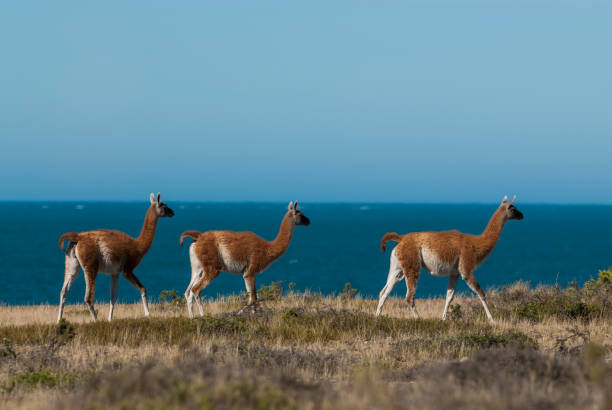 istock Guanaco, Patagonia Argentina 936850728
