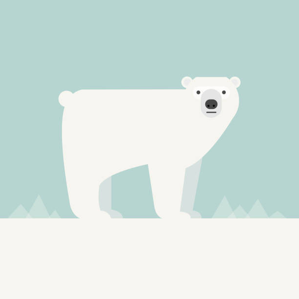 ilustrações, clipart, desenhos animados e ícones de ilustração em vetor de um urso polar - polar bear bear vector mammal