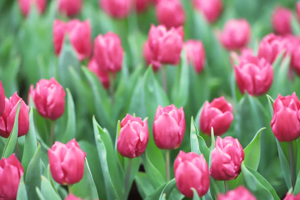 istock the Different flowers and blooming tulips at hk 936854462