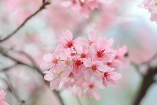 istock a Spring Cherry blossoms, pink flowers at tko 936854628