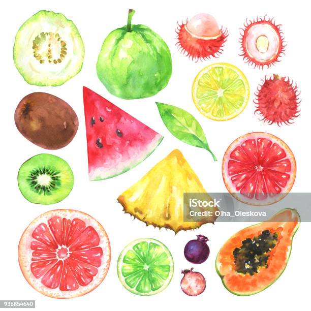 Hand Painted Exotic Fruits Set Stock Illustration - Download Image Now - Watercolor Painting, Fruit, Blood Orange