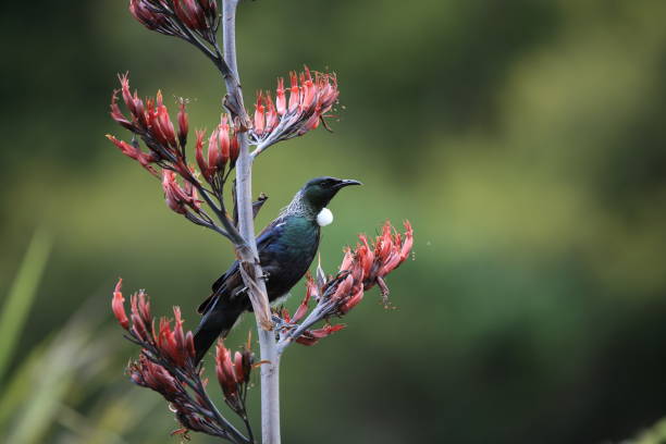 투이 (prosthemadera novaeseelandiae)는 뉴질랜드의 발병 passerine 새. - honeyeater 뉴스 사진 이미지