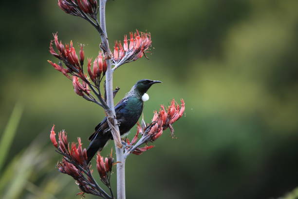 tui (prosthemadera novaeseelandiae) jest endemicznym ptakiem passerine nowej zelandii. - honeyeater zdjęcia i obrazy z banku zdjęć