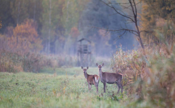 istock Two Red deer female animals in forest 936858484