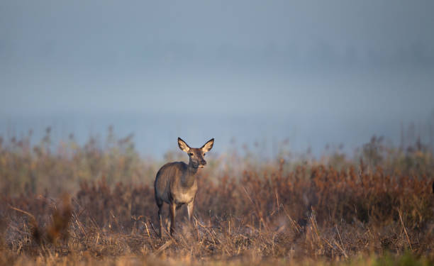 istock Red deer female animal in reed field 936858680