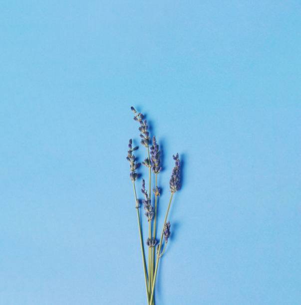 istock violet lavender flowers arranged on bright blue background. Top view, flat lay. Minimal concept. 936858870