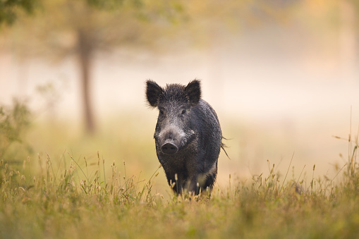 Wild boar (sus scrofa ferus) walking in forest in fog and looking at camera