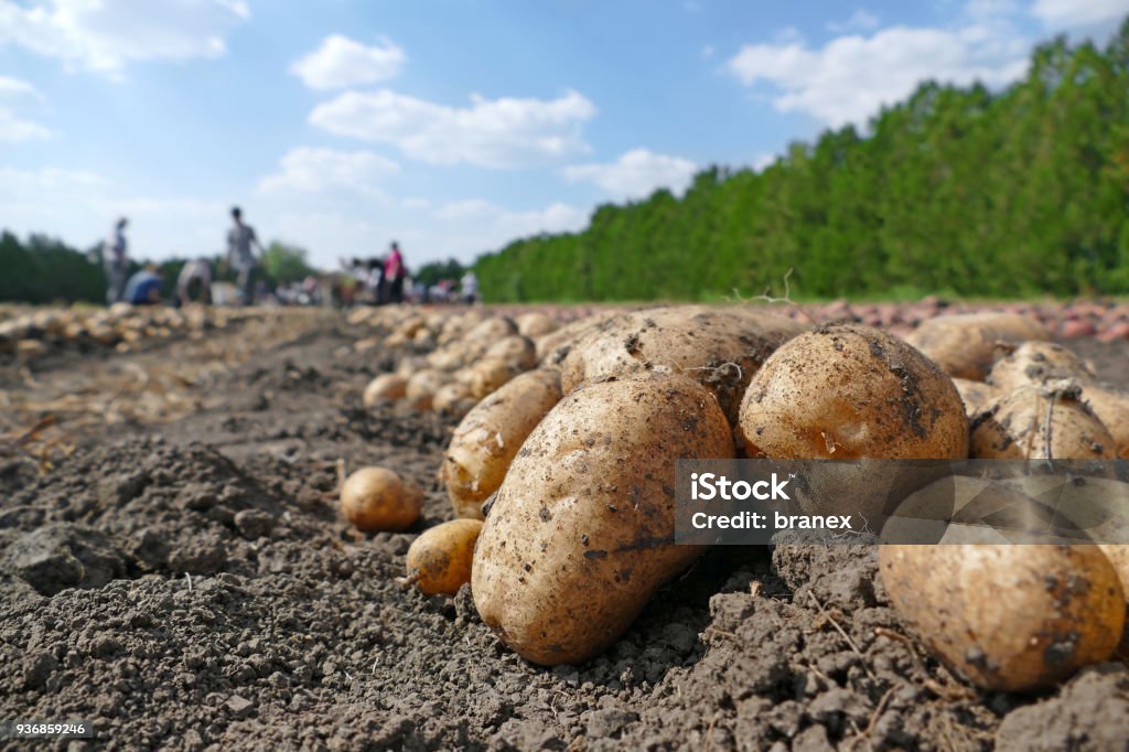 Potato on field Harvesting potatoes on field, farm workers picking and transporting to the warehouse Raw Potato Stock Photo