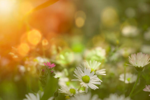 morning sun and white daisies i