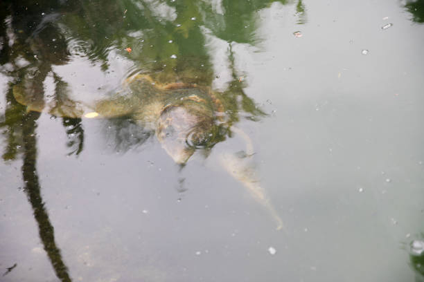 The Profile of a Snapping Turtle
