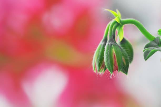 Green red flower over blurred nature background