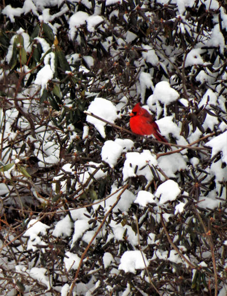 royalty free zdjęcie - śnieżny dzień zimowy ma to genialnie kolorowe mężczyzna northern kardynał jest fluffing up jego żywe czerwone kolorowe pióra próbuje pozostać ciepły w blustery wind - blustery zdjęcia i obrazy z banku zdjęć
