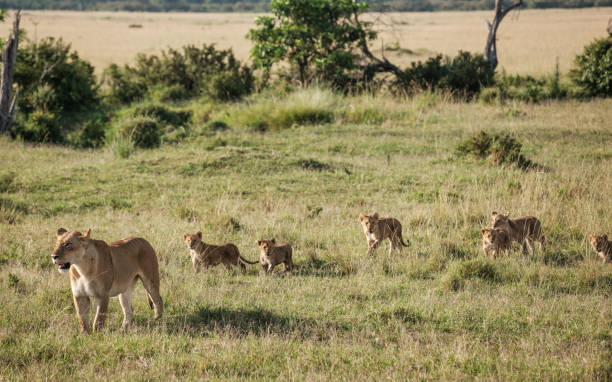 istock Female lion with cubs in Masai Mara 936863470