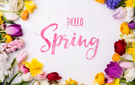 Hello spring phrase and colorful flowers on a white background. Studio shot. Flat lay.