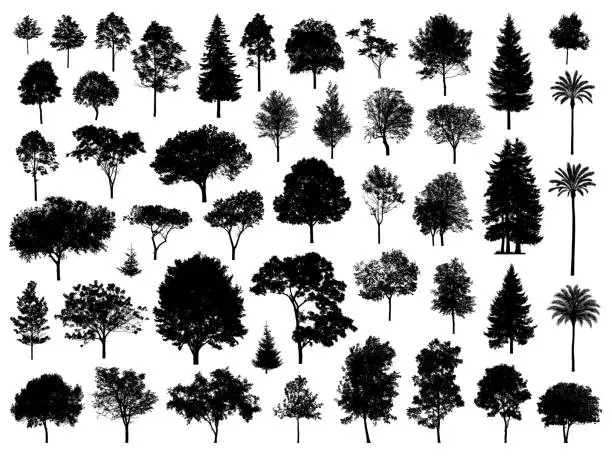 Vector illustration of Tree Silhouettes