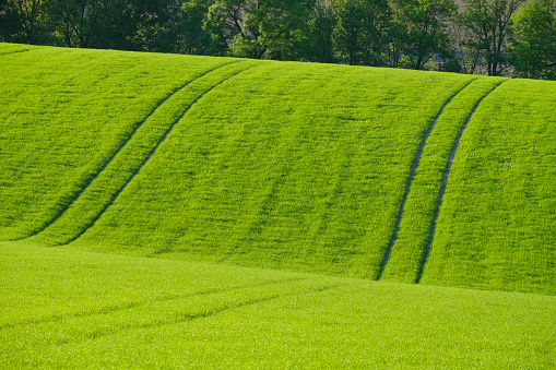 A Panorama background wheat field.