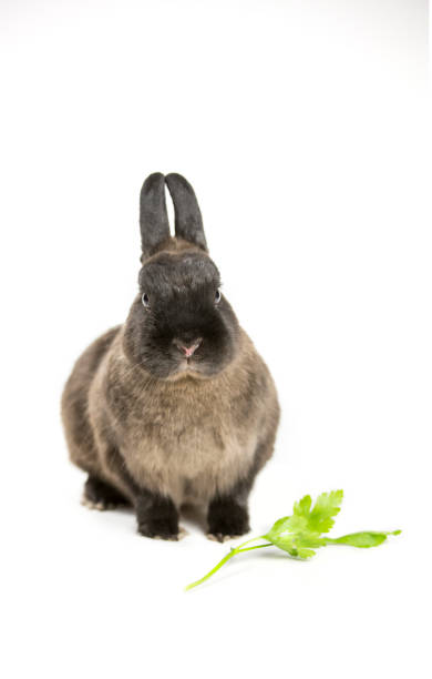 brązowy królik - male vertical photography studio shot zdjęcia i obrazy z banku zdjęć