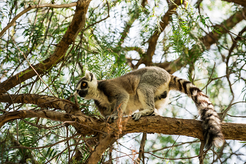 A mother and baby Ring-tailed Lemur (Lemur catta), shot in wildlife in Anja Reservat, Madagascar. This lemur, mostly called CATTA is a large strepsirrhine primate and the most recognized lemur due to its long, black and white ringed tail. As all lemurs it is endemic to the island of Madagascar, Africa. 