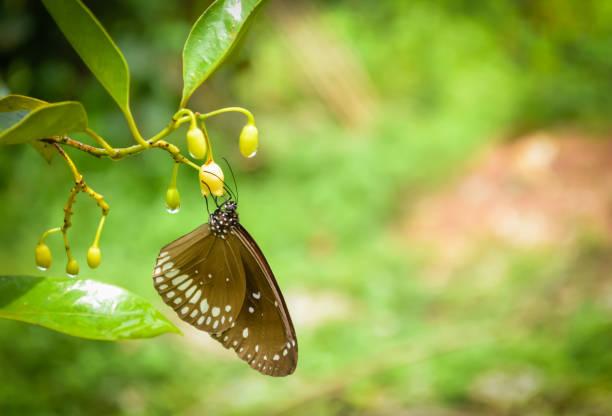 Brown Butterfly feasting on the freshest flower buds right after the rains