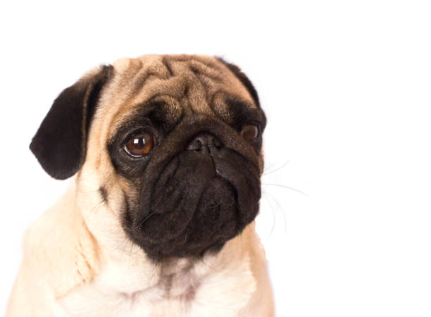 istock The pug dog sits and looks with sad big eyes. 936873006