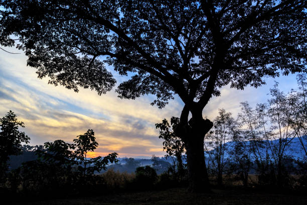 silhouette of big tree with cloud and blue sky during sunrise in background