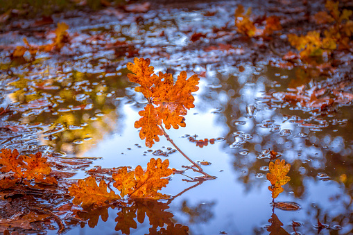 Leaves falls, reflection on the water. Yellow and orange autumn color.