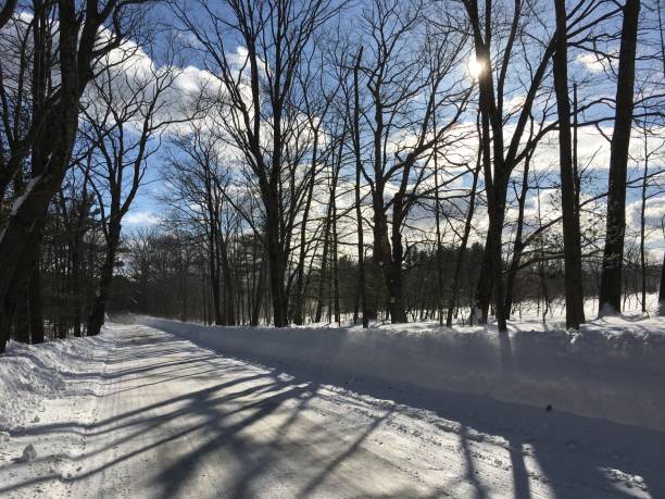 istock Trees and their shadows on the snow pack during spring nor’e 936885598