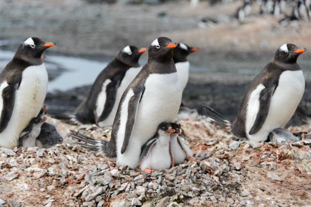 istock Gentoo penguin with chicks in nest 936895208