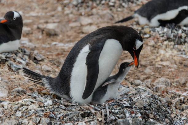 istock Gentoo penguin with chick in nest 936896688