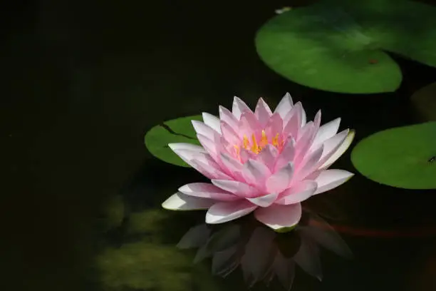 Pink waterlily reflection on watersurface beautiful in the pond nature background smooth and calm relaxing in morning time