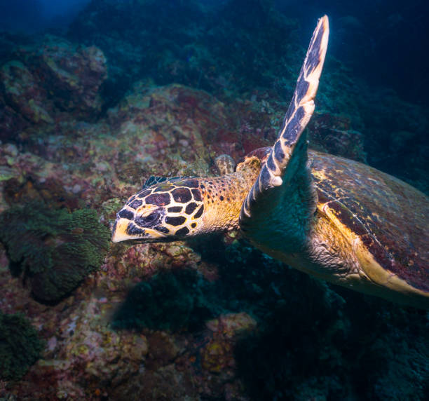 istock Animal Behaviour - Critically Endangered Species Hawksbill Sea Turtle (Eretmochelys imbricata) 936898792