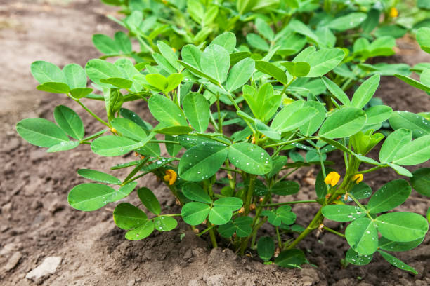 Growing peanuts on plantation close-up