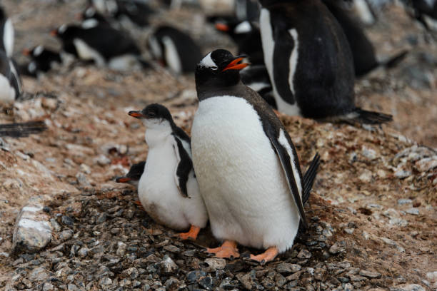 istock Gentoo penguin with chicks in nest 936898828