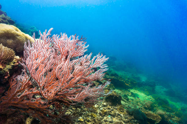 Underwater red finger Gorgonia (Diodogorgia nodulifera) coral